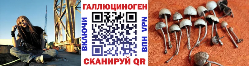 где можно купить   Гаврилов Посад  Псилоцибиновые грибы MAGIC MUSHROOMS 
